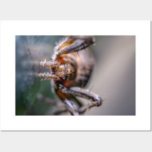 Macro Friendly Spider Photograph Posters and Art